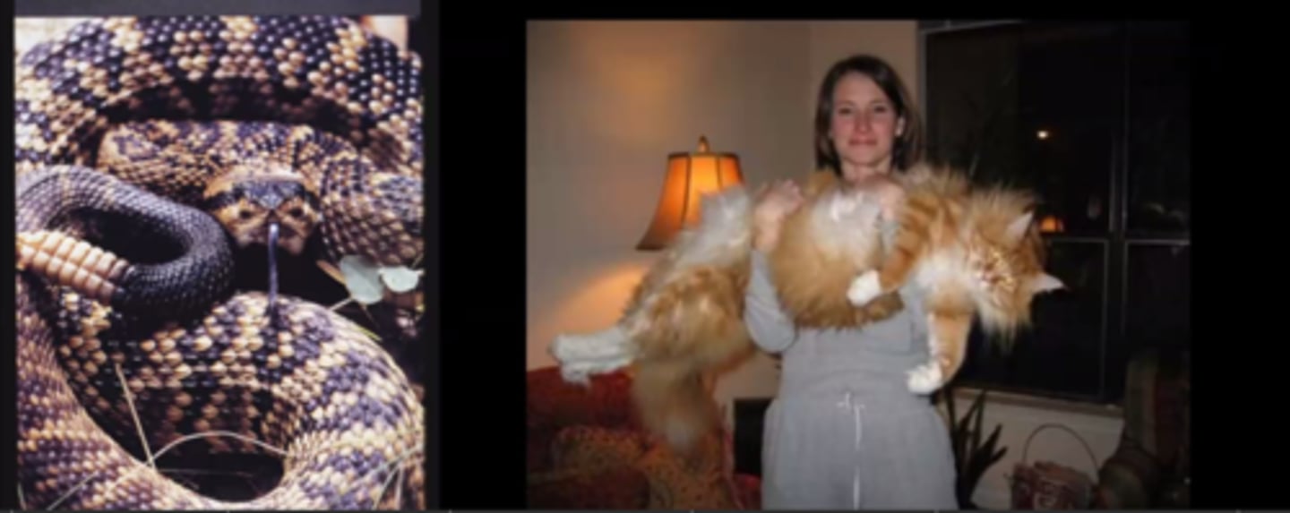 <p>The endotherm because it has a higher BMR</p>