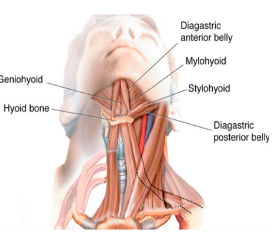 <ul><li><p><strong>Digastricus </strong>(anterior and posterior - depress mandible</p></li><li><p><strong>Mylohyoid </strong>- depresses mandible if hyoi fixed</p></li><li><p><strong>Geniohyoid </strong>- depresses mandible if hyoid fixed</p></li><li><p><strong>Platysma</strong></p></li></ul>