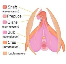 <p><strong>Crura ( Crus ) </strong></p><p>are <span style="color: blue"><strong>formed</strong></span> when</p>