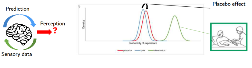 <p>Perception = sensory data + predictions (past experience)</p><ul><li><p>perceptie = “the brains best guess of …” → brein doet predicties obv sensorische info, wordt constant aangepast</p></li><li><p>MAAR perceptie is dus niet altijd fully in line met ervaringen v lichaam</p></li><li><p>=&gt; perception that relief is coming → prediction → placebo effect</p></li></ul><p></p>