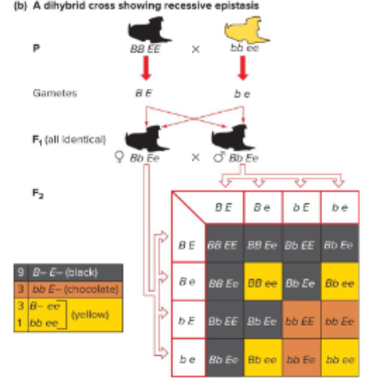 <p>Fill in the blank…</p><p>Epistasis in Labrador retrievers</p><p>Gene B alleles determine black and brown because they deposit ( ). The ( ) genotype ee or gene E is ( ) to B and determines yellow since it does not synthesize this protein (it masks the Bb or BB or BB genotypes).</p>