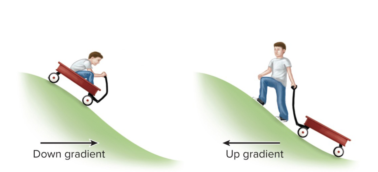 <p>Gradient</p>