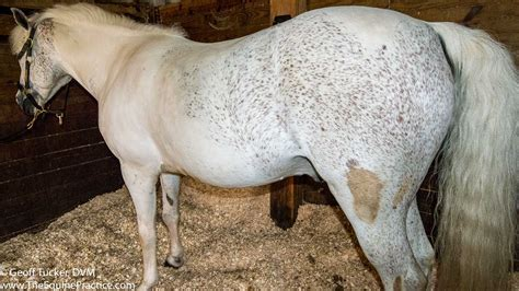 <ul><li><p>may have slight crease down back </p></li><li><p>fat over ribs feels soft and spongy</p></li><li><p>fat around tailhead feels soft</p></li><li><p>fat beginning to be deposited along sides of withers, behind shoulders and along sides of neck</p></li></ul><p></p>