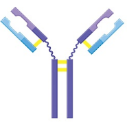 <p><span style="font-size: medium">Fill in the blanks for the figure legend, indicating the identity of the different colored segments of the antibody molecule.</span><br>label each color </p><p></p>