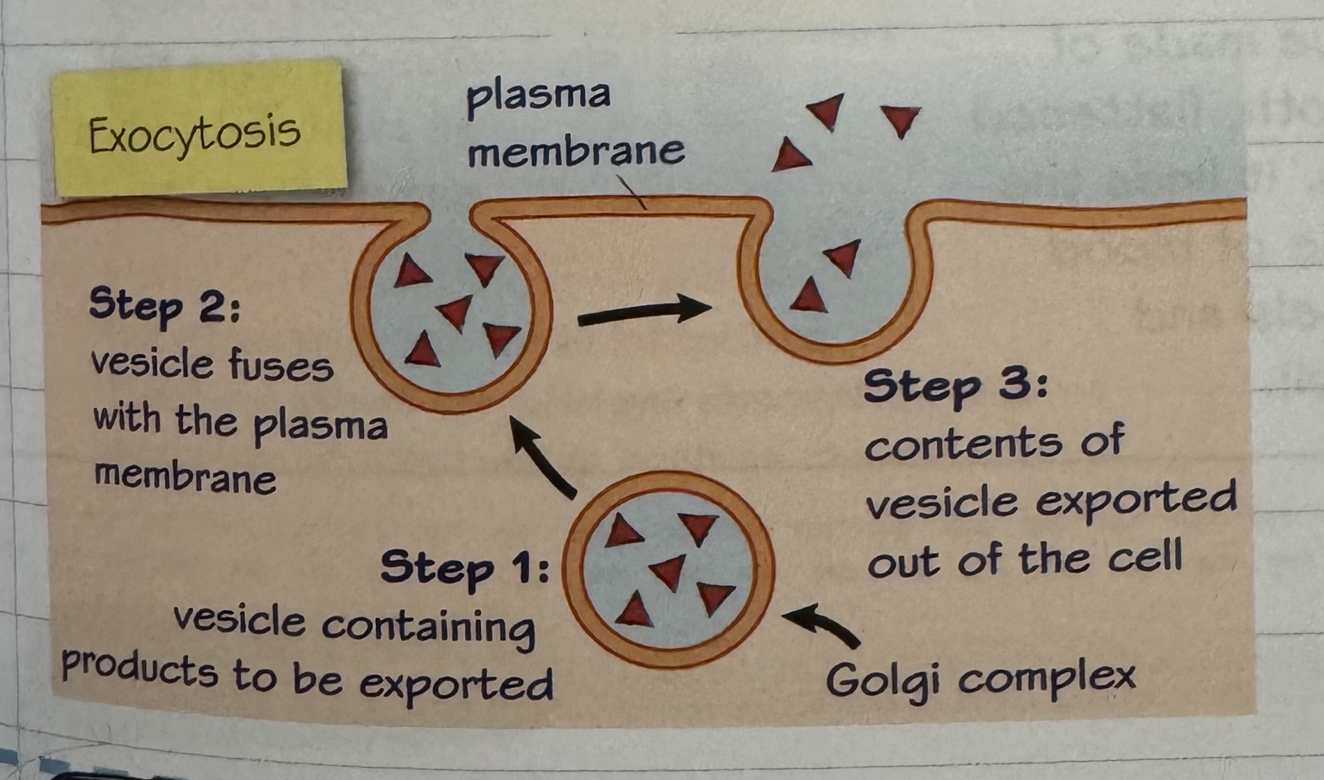 knowt flashcard image