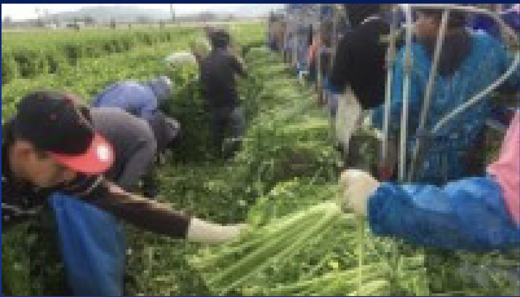 <p>-work hardening</p>