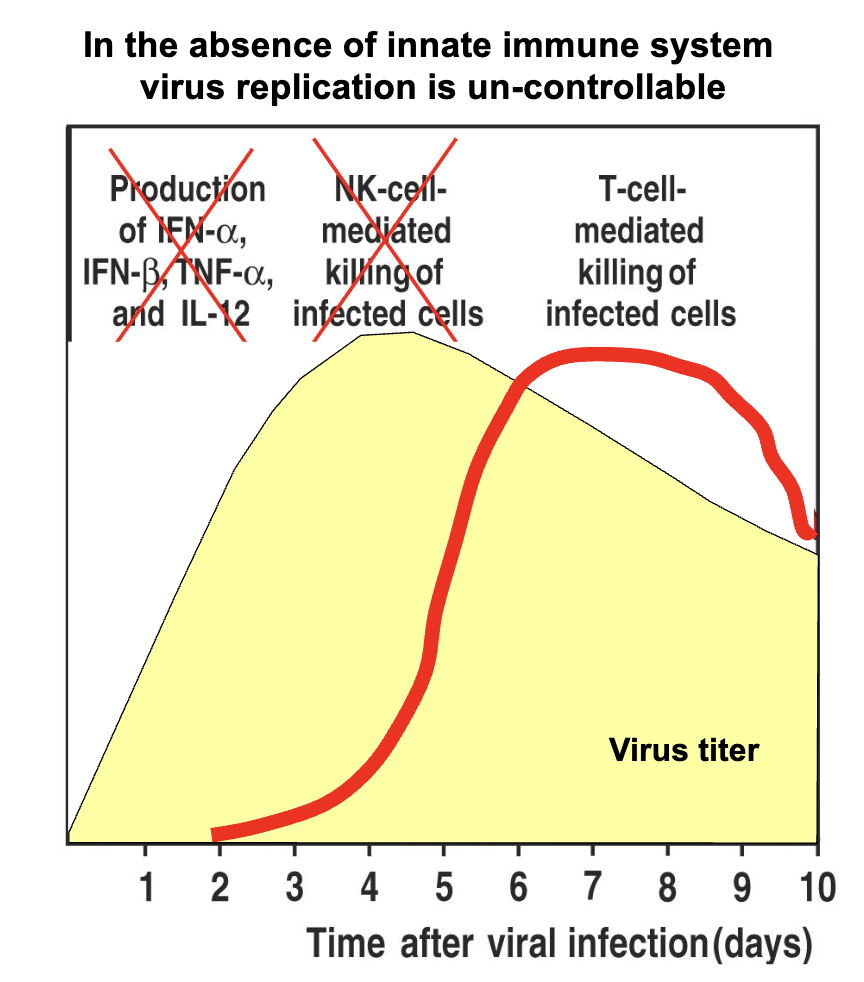 <ol><li><p><strong>Virus replication</strong> → uncontrolled (no early defense).</p></li><li><p><strong>No cytokines</strong> produced: IFN-α, IFN-β, TNF-α, IL-12.</p></li><li><p><strong>No NK cell killing</strong> of infected cells.</p></li><li><p><strong>T cells still activate</strong>, but response is delayed.</p></li><li><p>Outcome → Virus overwhelms before adaptive immunity can control it.</p></li></ol><p></p>