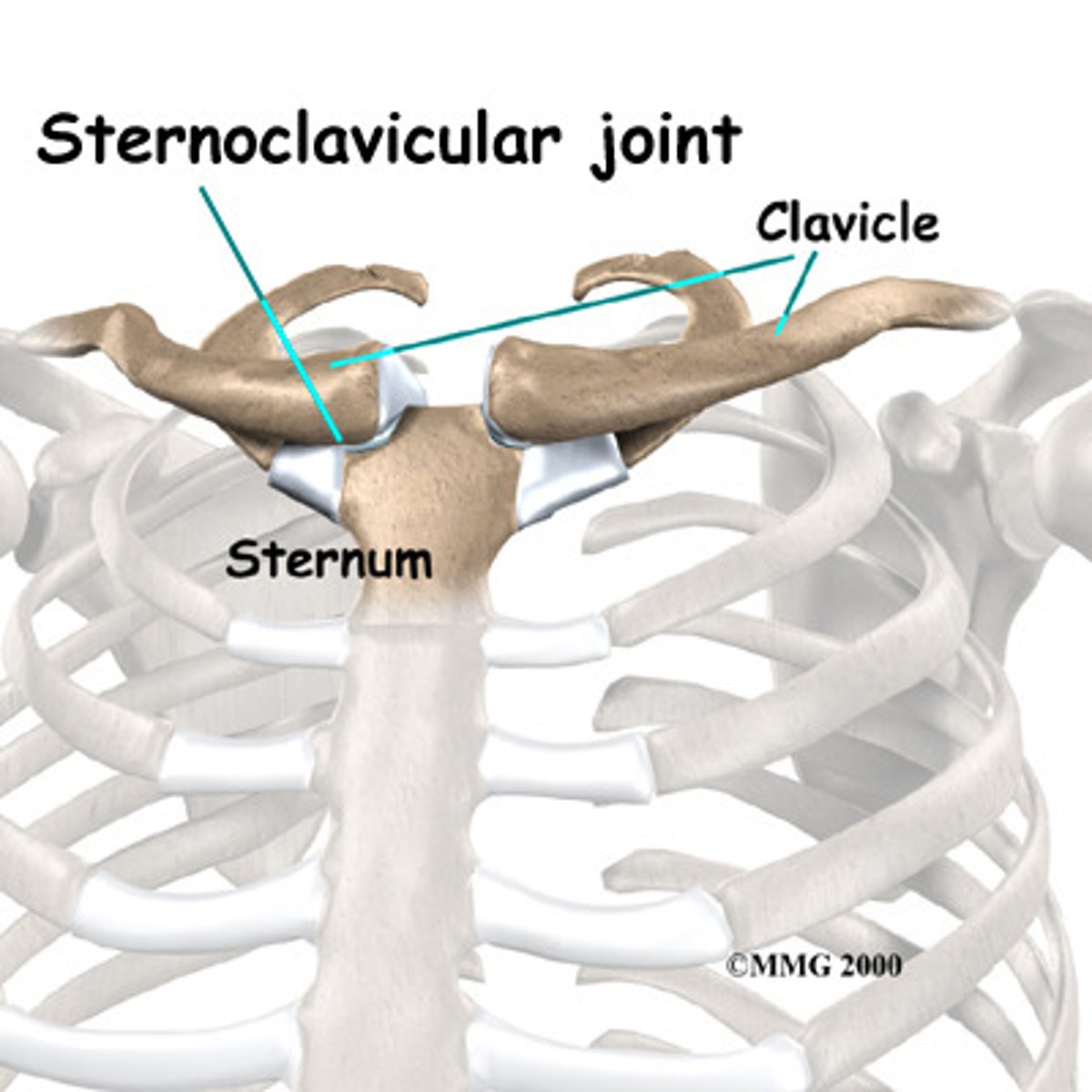 <p>synovial joint, diarthrosis, 1st rib and sternum, sternocostal</p>
