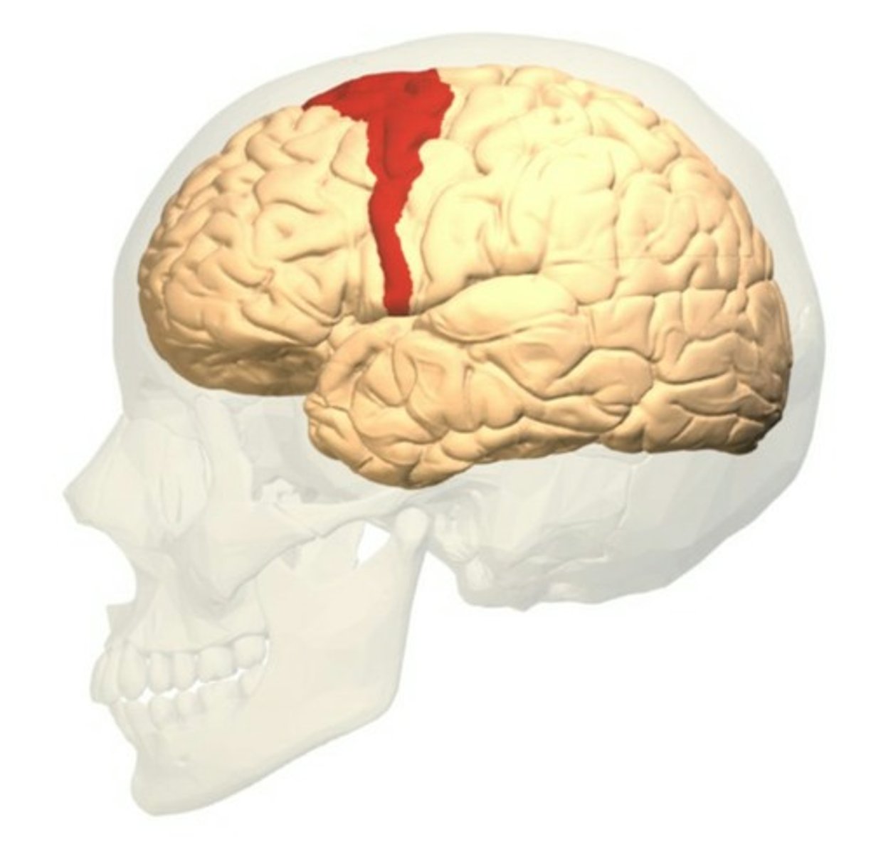 <p>A: Initiates voluntary movement. Damage causes weakness or paralysis on the contralateral side.</p>