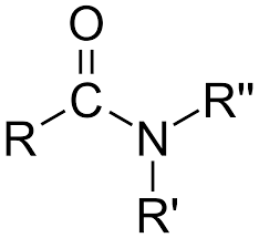 <ul><li><p>ends in amide</p></li><li><p>functional group at end of hydrocarbon chain</p></li></ul>