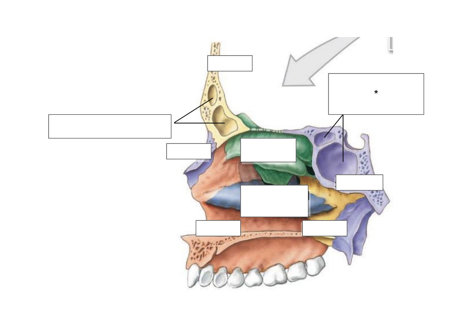 term image