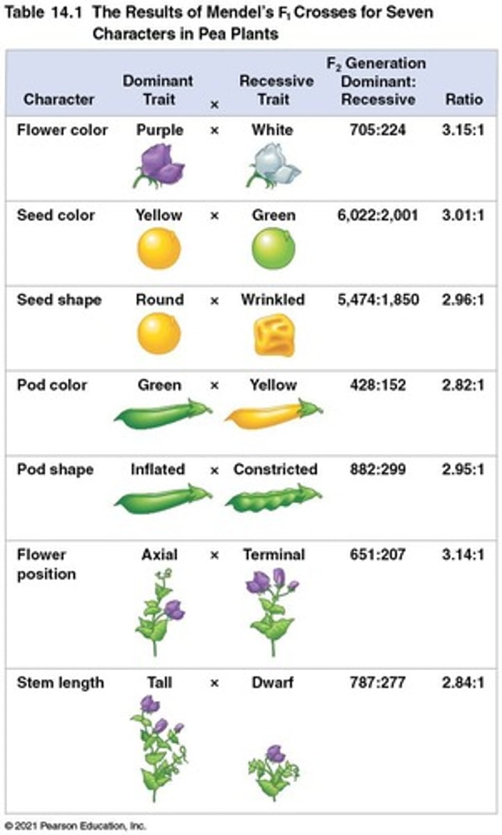 <p>Second filial generation from F1 self-pollination.</p>