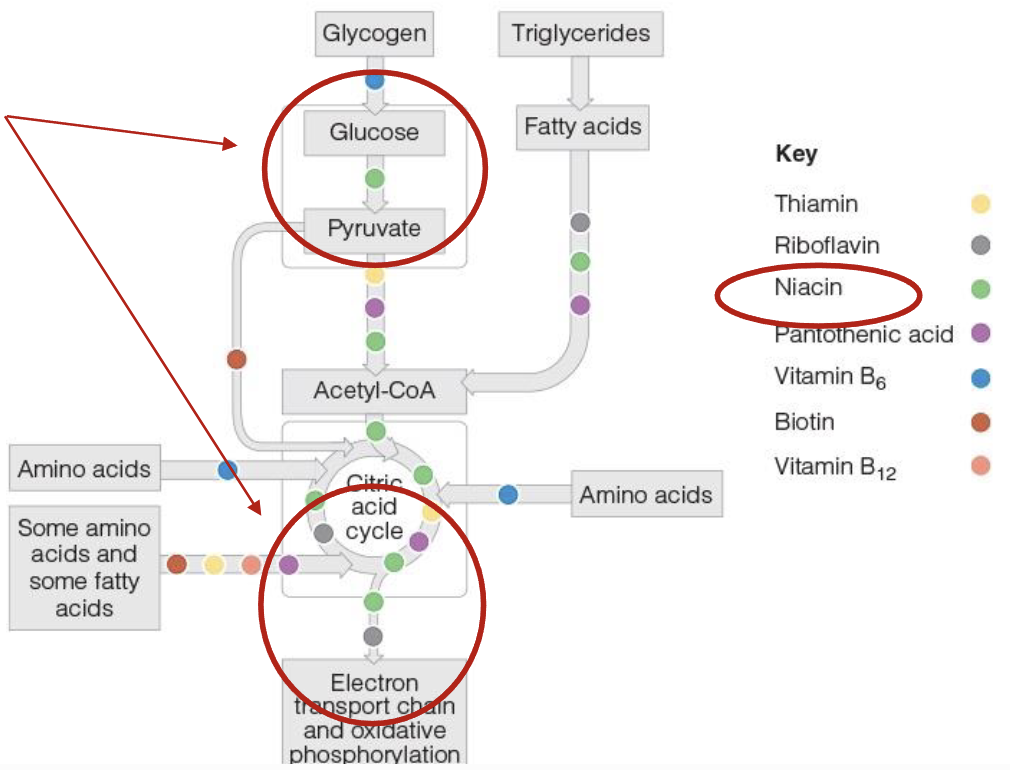 <p>2 coenzyme forms: Nicotinamide adenine dinucleotide(NAD) and its phosphate form NADP</p><ul><li><p>NAD carries hydrogen+electron during metabolic reactions like glycolysis and path from TCA to ETC</p></li><li><p>NAD protects against neurological degeneration</p></li></ul><p></p>
