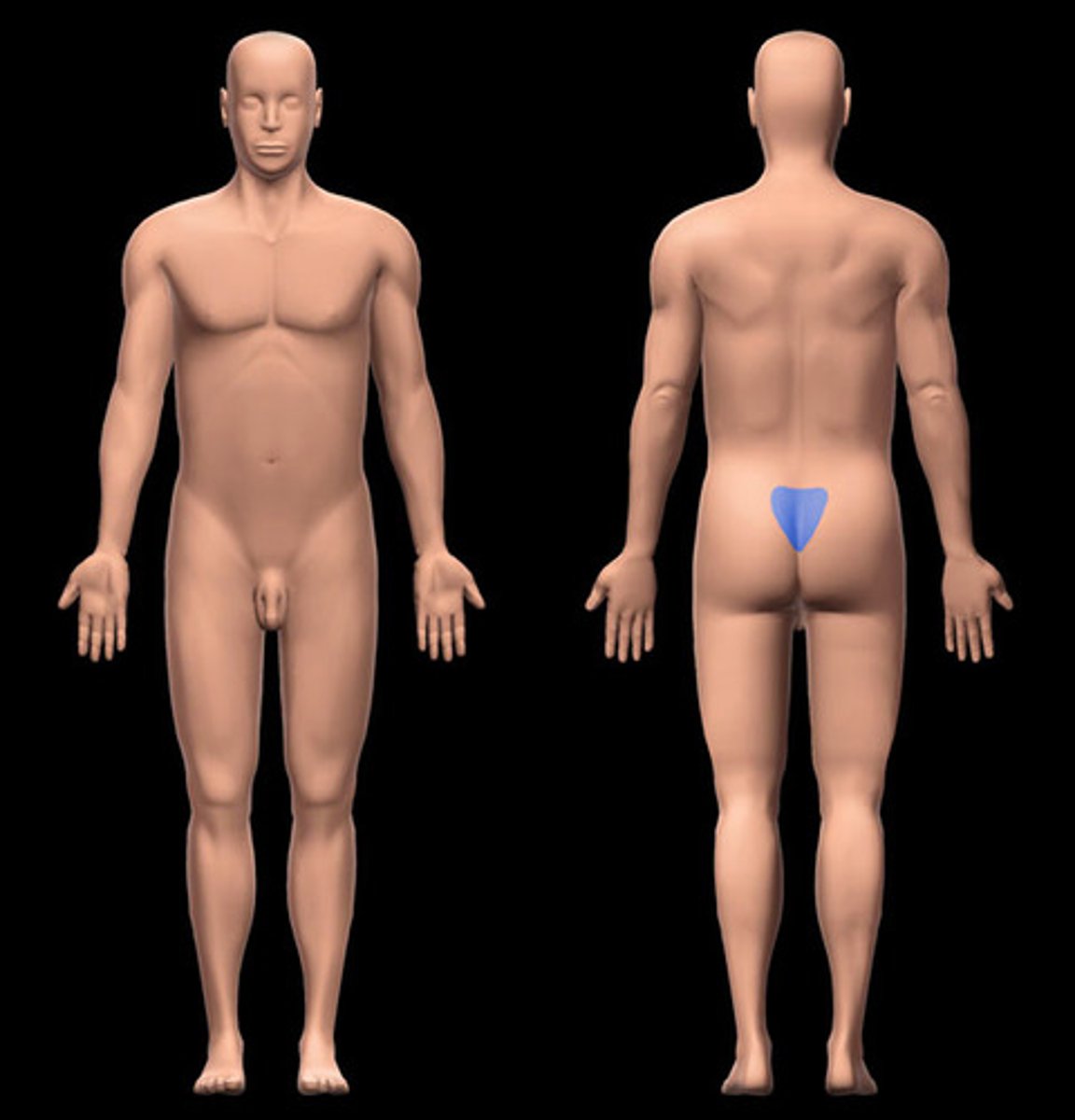 <p>the area where the sacrum is located; forms the tail end of the spinal column</p>