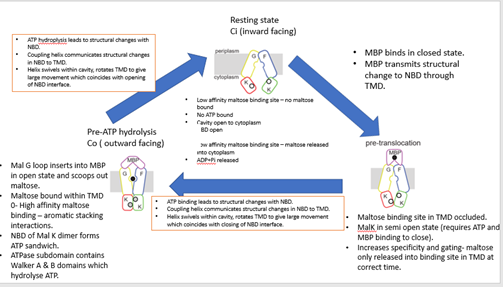 __X-ray structures show 3 conformational states__

Co (outward facing)

·       Structure trapping

·       E159Q mutation prevents ATP hydrolysis and traps structure in 1 conformation (Co).

·       WT structures with ADP+Pi analogues look similar 

·       Makes crystallisation easier.

Ci (inward facing)

·       TM1 of malF removed

·       Doesn’t affect transport or ATPase activity.

·       Makes crystallisation possible.
