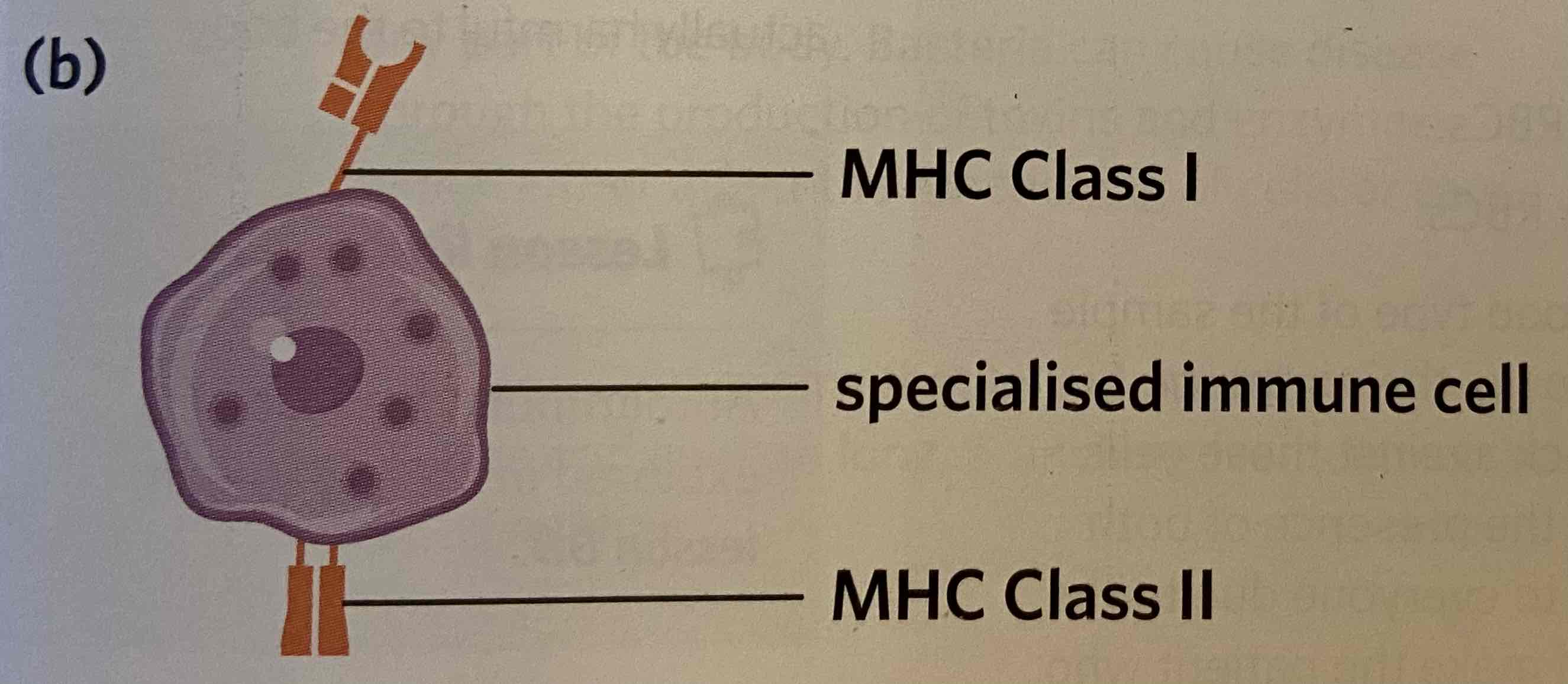 <p>Major histocompatibility complex class II (MHC class II) markers</p>
