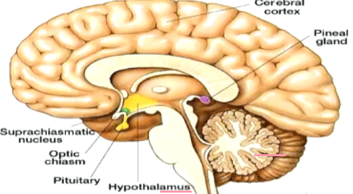 The way pineal gland is connected to day-night cycle is through **SCN** which is a body’s master biological clock

\
Self-induced cyclic variations in **clock protein** concentrations within SCN induce cyclic changes in neural discharge from SCN to which then allows for pineal gland to know if it’s day or night to secrete melatonin into body

\
→ Cycle takes about a day

→ Drives body’s circadian rhythms

\
\
**Clock Proteins & Circadian Rhythms**

**The entire cycle takes about 24 hours**

\
1\. Clock proteins are synthesized and begin to accumulate (build up) in cytosol

\
2\. As day wears on, these clock proteins reach a critical mass and are transported into nucleus where they block genetic process responsible for their own production

\
4\. Lvl of clock proteins gradually dwindles as they degrade within nucleus. This also removes their inhibitory influence from the clock-protein genetic machinery

\
5\. No longer blocked, these genes once again rev up production of more clock proteins as cycle repeats itself