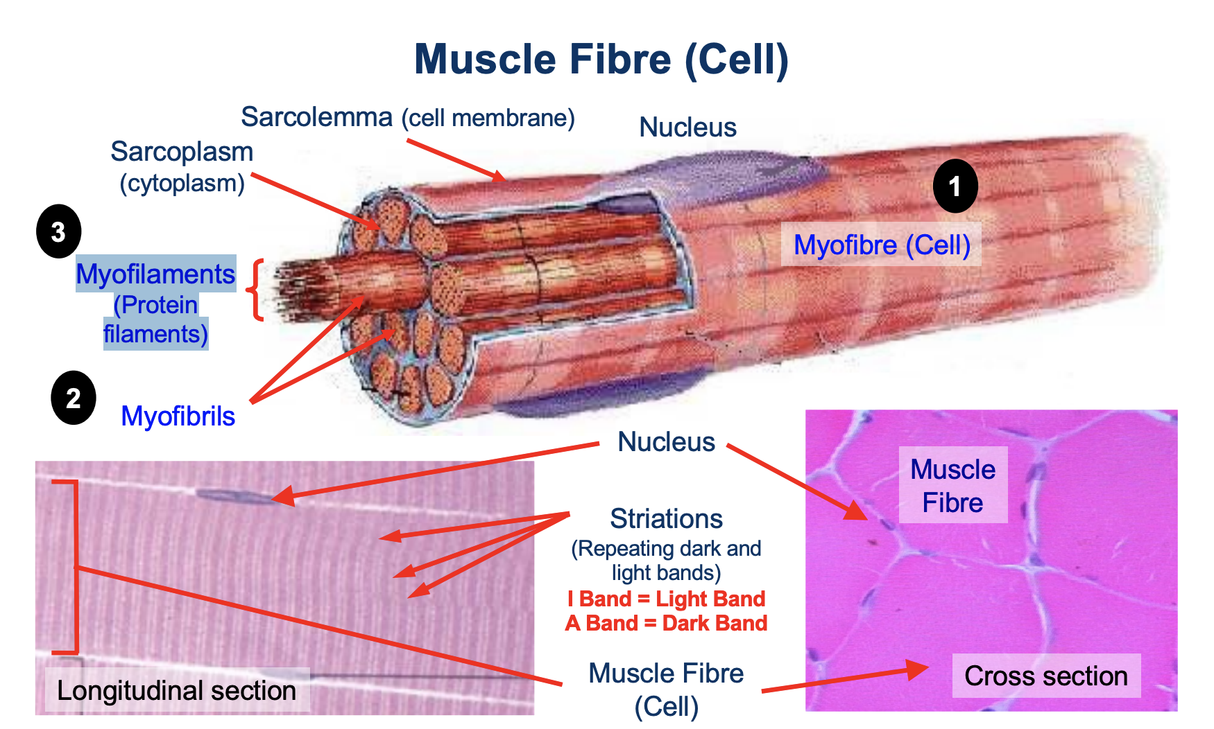 <ol><li><p>Myofibre (Cell)</p></li><li><p>Myofibrils</p></li><li><p>Myofilaments (Protein filaments)</p></li></ol><p></p>