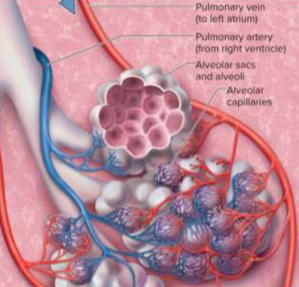 <p>Alveoli</p>
