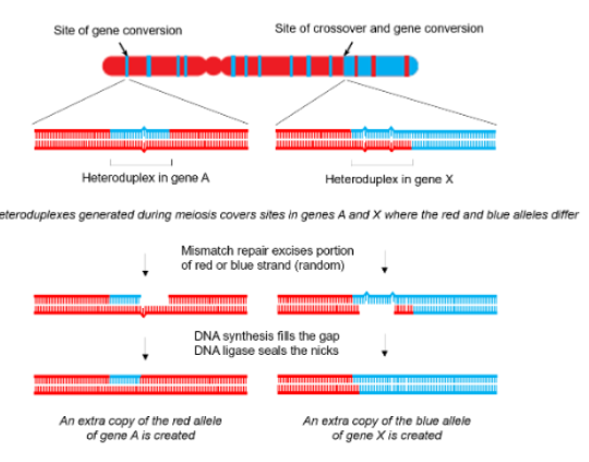 <p>mismatch repair excises a random portion (either from one strand or the other) and DNA synthesis fills the gap while ligase seals nicks</p>