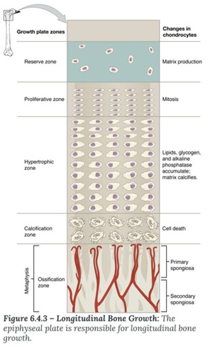 <p>1. Resting (quiescent) zone 2. Proliferation (growth) zone 3. Hypertrophic zone 4. Calcification zone 5. Ossification (osteogenic) zone.</p>
