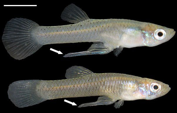 <p>(from median fins) in male teleosts, the anal fin is modified into this</p><ul><li><p><span>anal fin in male live-bearing fish, such as guppies, mollies, and platies, used for internal fertilization by delivering sperm into the female's genital opening</span></p></li></ul><p></p>