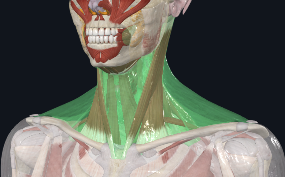 <p>What is highlighted in green</p>