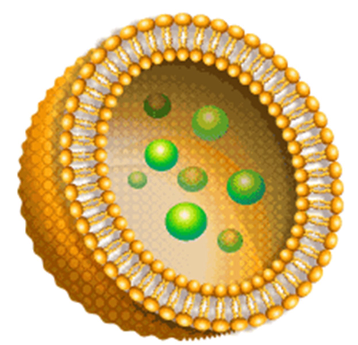 <p>a tiny sphere of liquid that can carry liquids through the body</p>