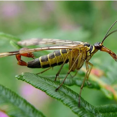 <p>Common names: Hangingflies, Scorpionflies, and Snowfleas. Neopteran. Endopterygota/ Holometabolous.</p>