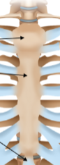 <p>Sternum</p>