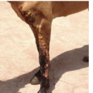 <p>Swelling and nodular thickening of lymphatic vessels along limbs, pus and lymphocutaneous lesions </p>