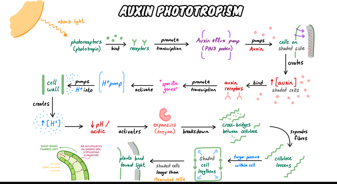 <p>Growth mvt of plant - respond to unidirectional light source</p><p>Process:</p><ul><li><p>Phototropins (light receptor)&nbsp;</p><ul><li><p>More light on one side</p></li><li><p>Phototropin on lit side activated, trigger redistribution of auxin to dark side of plant</p><ul><li><p>Via coor positioning of auxin efflux carrier</p></li></ul></li></ul></li><li><p>Auxin</p><ul><li><p>promote cell growth + elongation of shaded cell</p></li><li><p>Cause shaded side of plant - become longer than lighter side</p></li></ul></li><li><p>Shoot tip bends towards light source (+ve phototropism)</p></li></ul><p></p><p>Light → AEC moves to shaded side → Auxin builds up on shaded side → </p><p>H⁺ pumps activated → Cell wall acidifies → Expansins loosen wall → </p><p>Water enters → Cell elongates → Shoot bends toward light</p><p></p>