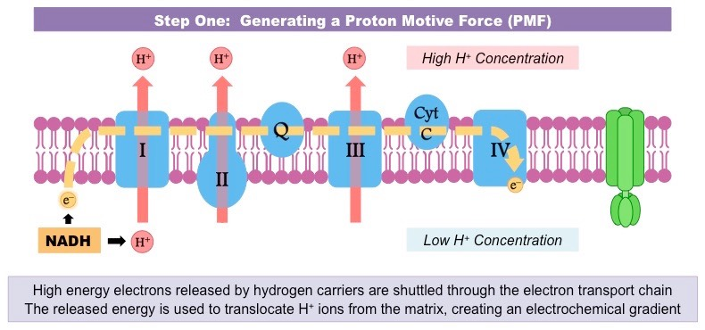 <p>As NADH and FADH<sub>2</sub> are oxidized to produce NAD and FAD and H<sup>+</sup>, the movement of their electrons provides energy for the active transport of their protons (H<sup>+</sup>) from the mitochondrial matrix to the intermembrane space. </p><p>This develops a high concentration of protons in the intermembrane space (a concentration gradient).</p>