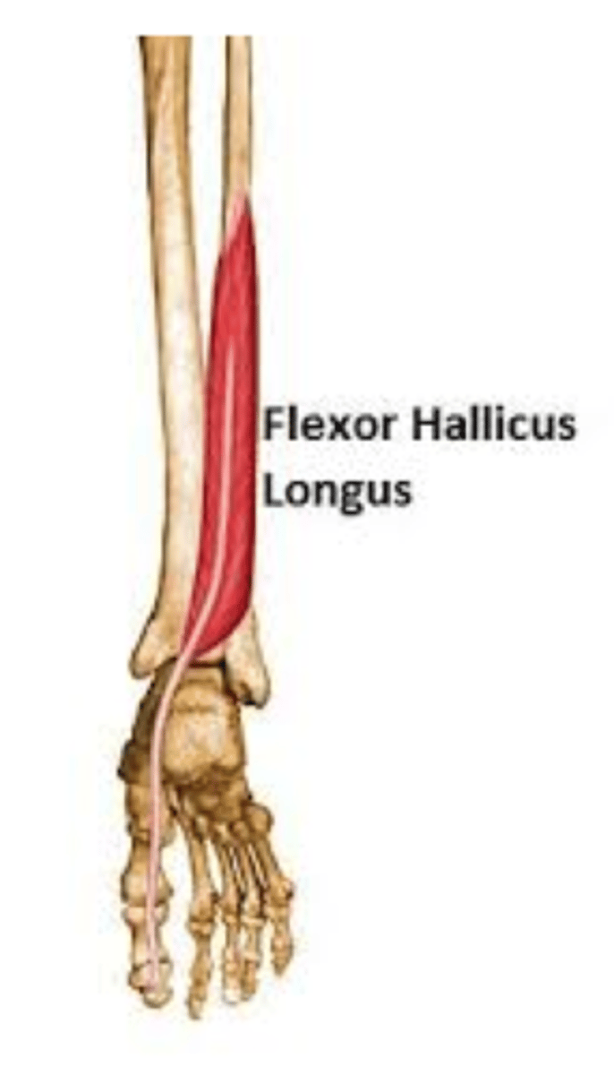 <p>flexes big toe, plantar flexion</p>