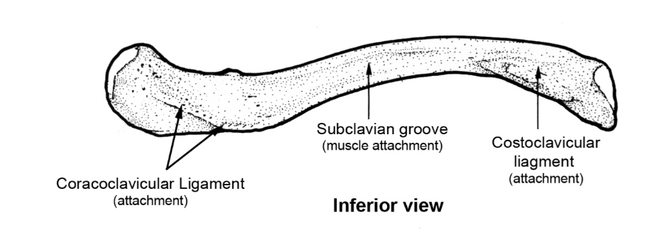 <p>1=coracoclavicular ligament</p><p>2=subclavian groove (subclavius muscle inserts)</p><p>3-costoclavicular ligament</p>