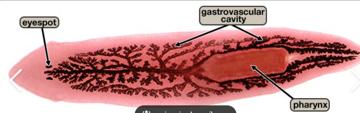 knowt flashcard image