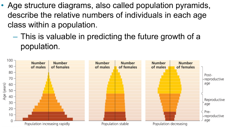 <p>Describe the relative number of people in each age class within a population </p>
