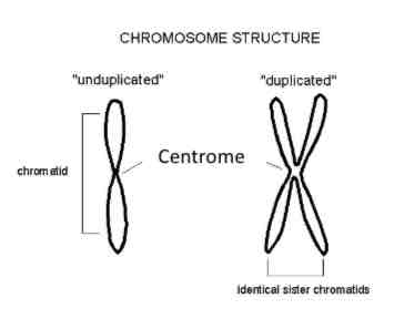 <p>What is mitosis stage 2?</p>