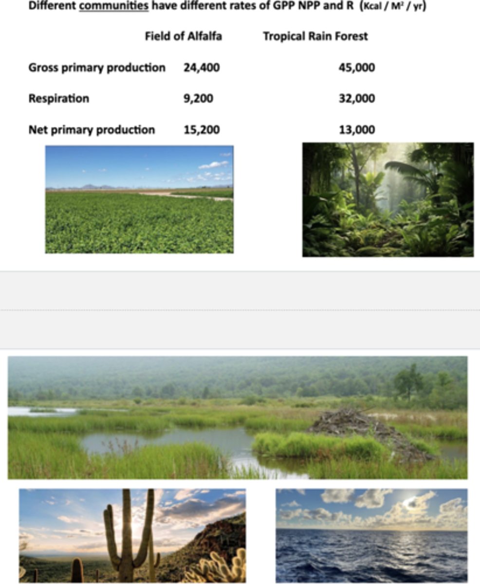 <p>Measured by CO2 uptake in mg / cm of leaf tissue / hr (for ex, C4 agriculture = 50-80 mg/cm/hr, C3 agriculture = 20-40 mg/cm/hr, grasses = 6-12 mg/cm/hr, deciduous trees = 10-20 mg/cm/hr, conifers = 4-15 mg/cm/hr, ferns = 3-4 mg/cm/hr)</p><p>-</p>
