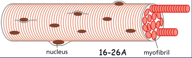 <p> the huge single cells formed by the fusion of many muscle precursor cells, myoblasts, with many nuclei (syncytium)</p>