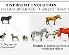 <p><span>when related species evolve different traits due to varied environments or selective pressures.&nbsp;</span></p>