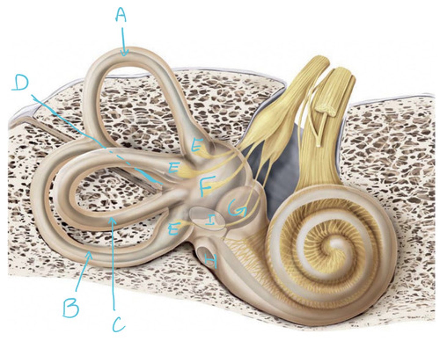 <p>D</p><p>Most common route for otoliths to enter the canals in BPPV</p>