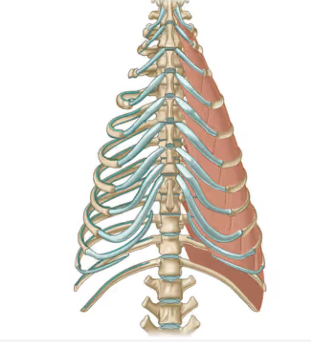 <p>Muscles between the ribs crucial to respiration, comprised of internal and external layers. External layer assists in inhalation by elevating and expanding the ribs, which expands the thoracic cavity and reduces intrathoracic pressure and drawing air into the lungs. The internal layer assists in exhalation by pulling the ribs downward and compressing the thoracic cavity</p>