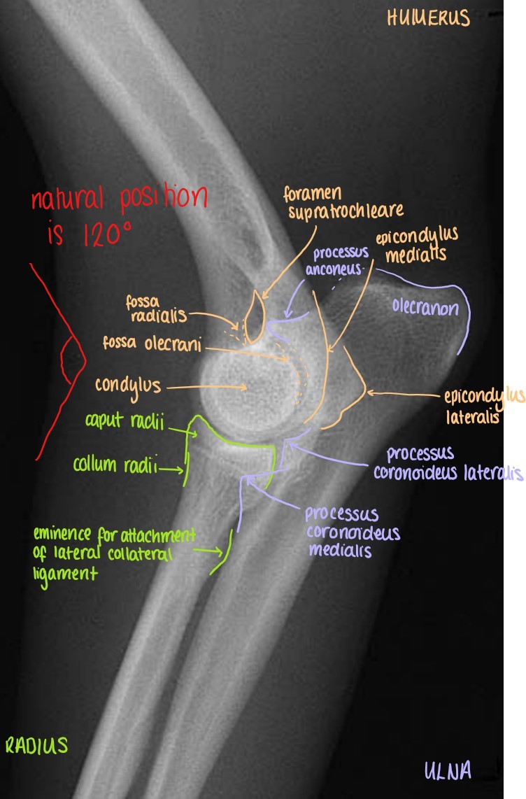 Medio-Lateral Projection of the Articulatio Cubiti
