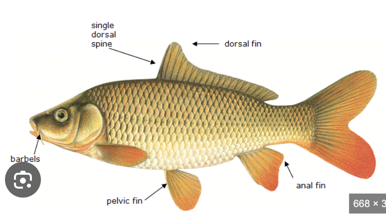 <p>Class Actinopterygii</p><p>Subclass Neopterygii</p><p>Division Teleostei</p><p>Subdivision Otocephala</p><p>Superorder Ostariophysi</p><p>Order Cypriniformes</p><p>Class Cyprinidae</p>