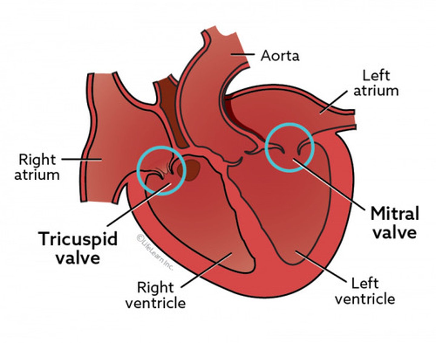 <p>Valves located between the atrial and ventricular chambers on each side of the heart, prevent backflow into the atria when the ventricles are contracting.</p>