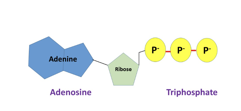 <ul><li><p>ATP </p></li><li><p>molecule used for energy</p></li><li><p>like a battery </p></li><li><p>three phosphate</p></li><li><p>fully charged battery</p></li><li><p>used in chemical, mechanical, and transport work</p></li></ul>