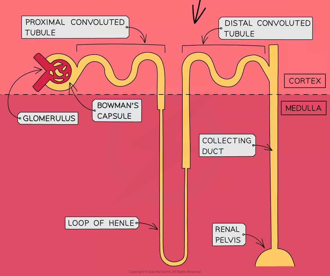 The glomerulus has small holes and it gets smaller increasing it's pressure which is why the smaller molecules get pushed out of it. 