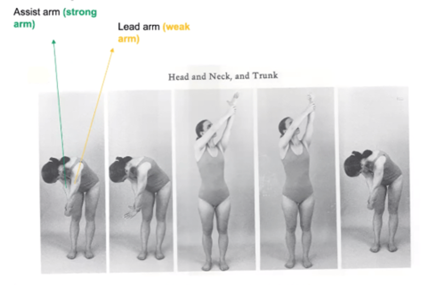 <p>Lead arm = weak arm begins in D2 extension --> D2 flex</p><p>Strong arm = holds from underneath wrist and moves into</p><p>D1 flex</p><p>Remember: we would want to lift our sword up until the end of battle</p>