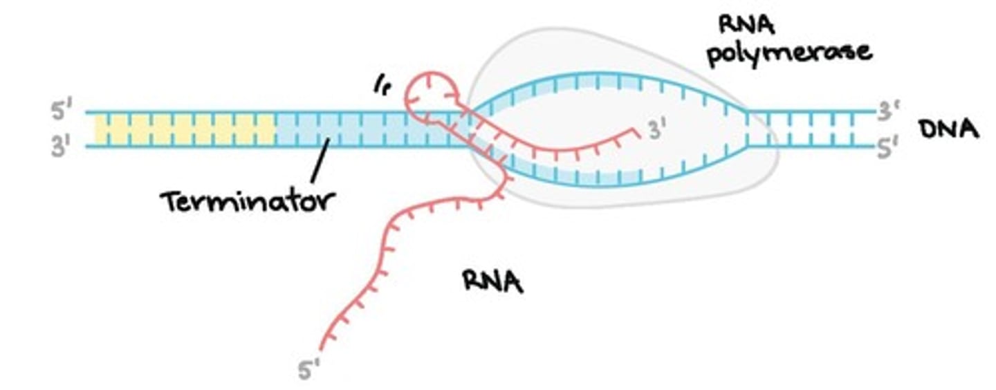 <p>It causes RNA polymerase to detach from the DNA, ending transcription.</p>